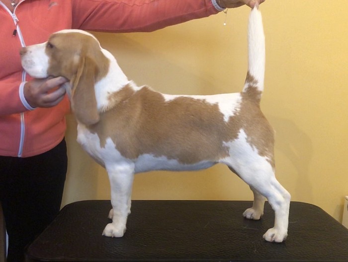 Fallowfield beagles best sale